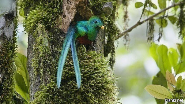 Священная птица майя, а также вымирающий вид
