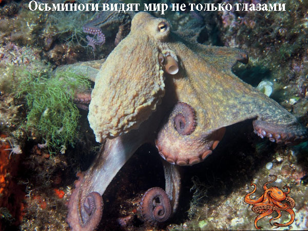 Осьминоги