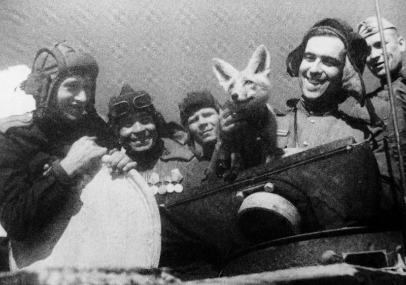 Советские танкисты позируют с лисицей Трофейка на танке Т-34. Ленинградский фронт, 1944 год.