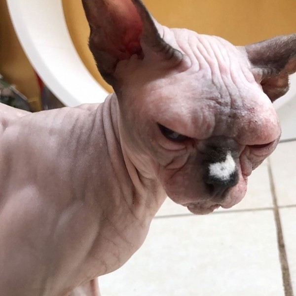 Самый жуткий в мире кот стал звездой instagram*