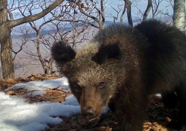 В заповеднике «Земля леопарда» фотоловушка зафиксировала многодетную семью медведей и игру детенышей амурского тигра