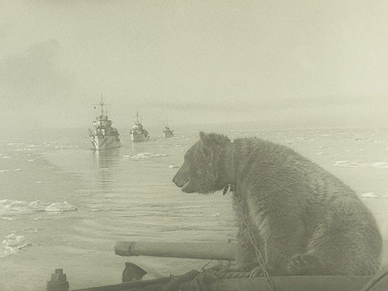 44 Медвежонок Маша. Питомец моряков североморцев, 1943 год.