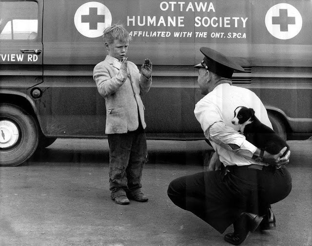 98 Хочу маленького щеночка. Канада, 1950-е.