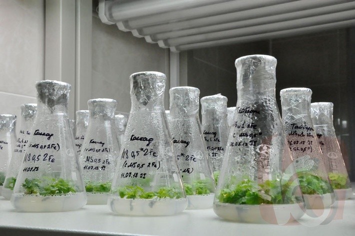 Уникальная лаборатория по клональному размножению растений открыта в Белгороде