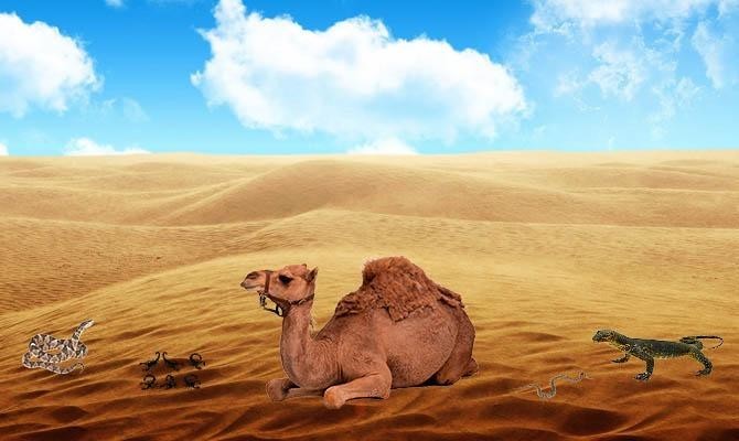 Интересные факты о пустыне