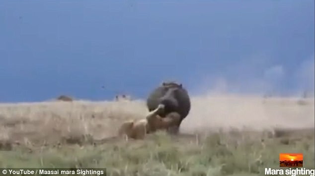 Голодная львица решила атаковать спящего бегемота и пожалела об этом