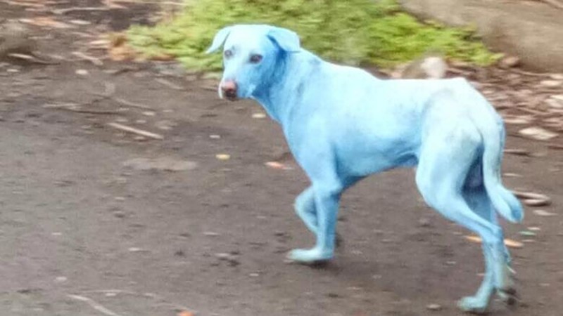 В Индии были найдены ярко-голубые собаки