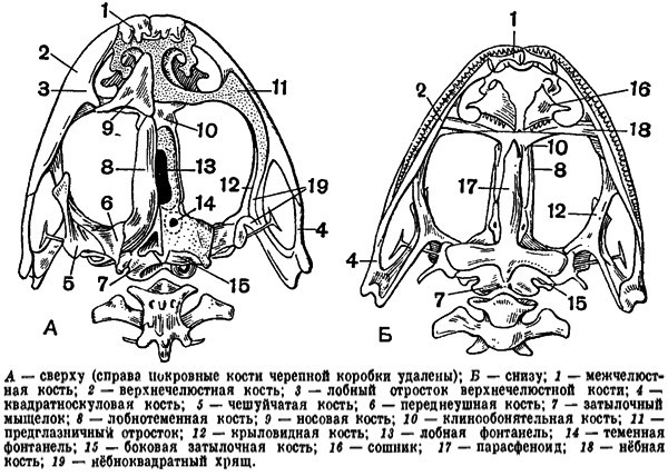 Череп