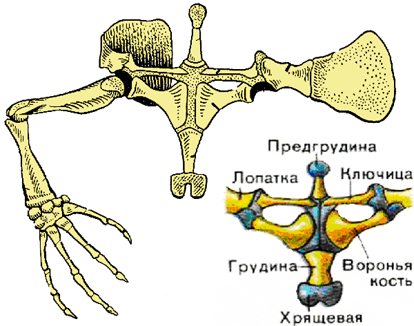 Пояса конечностей