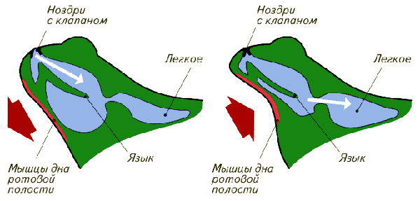 Дыхательная система и кровообращение