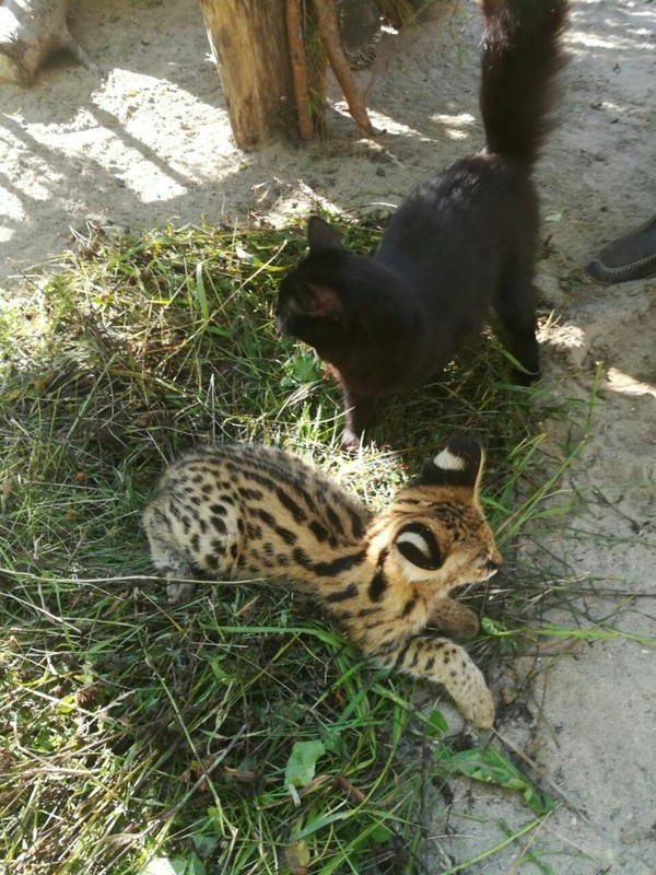В Новосибирском зоопарке две домашние кошки стали приёмными мамами