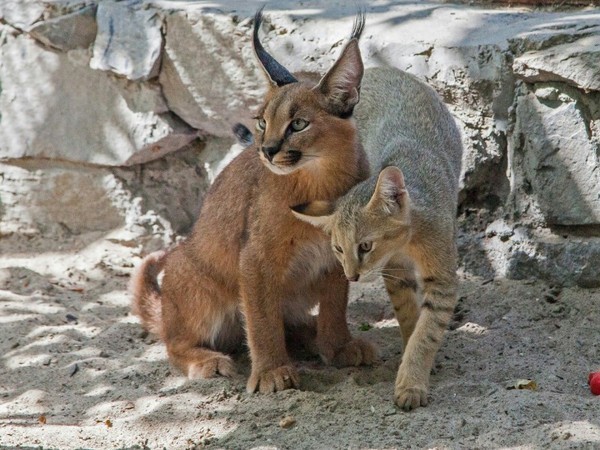 В Новосибирском зоопарке две домашние кошки стали приёмными мамами