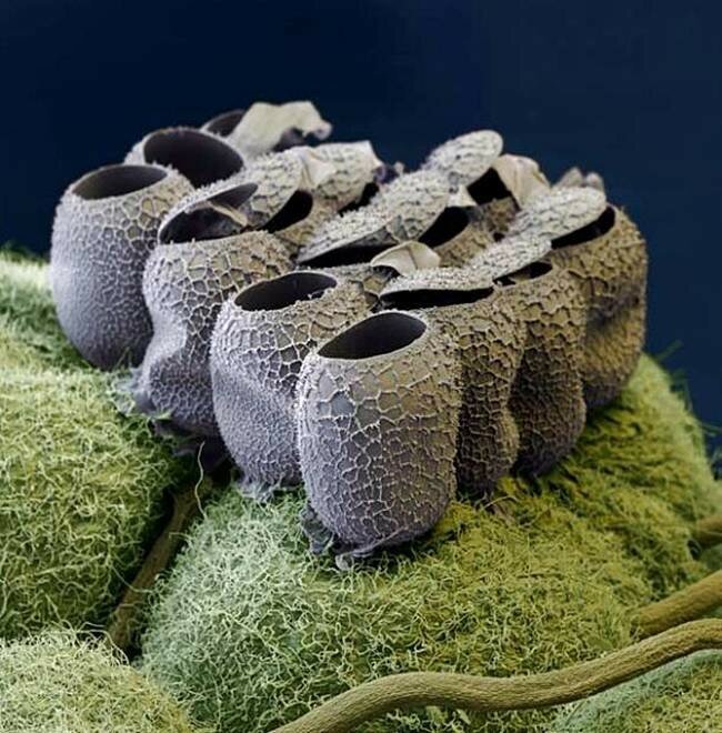 Макроснимок яиц бабочки после вылупления
