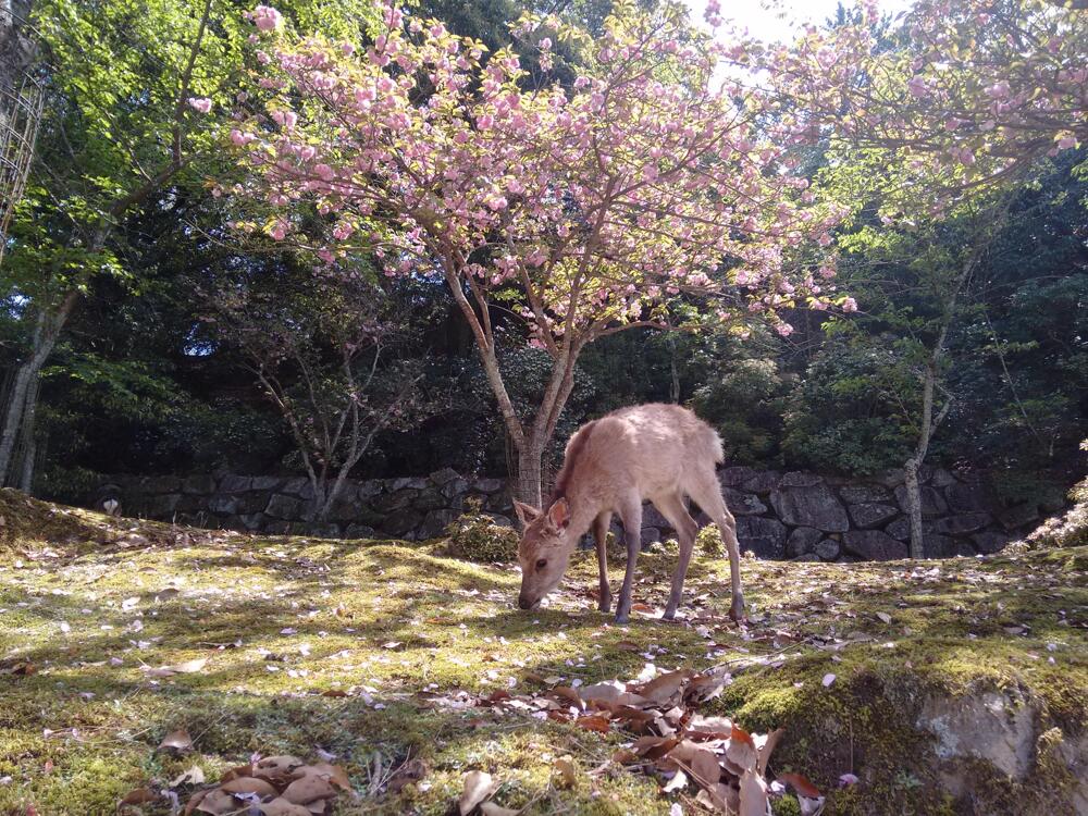 Олененок на острове Миядзима, Япония