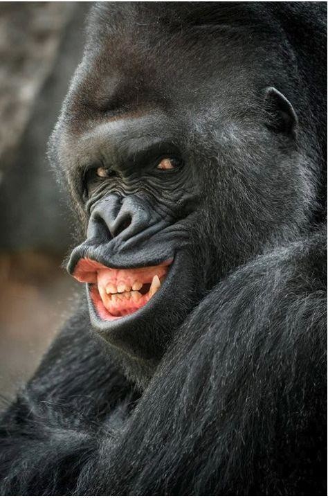 Фотогеничная горилла 