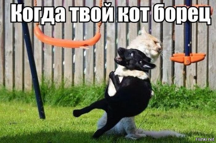 Котуха - борцуха