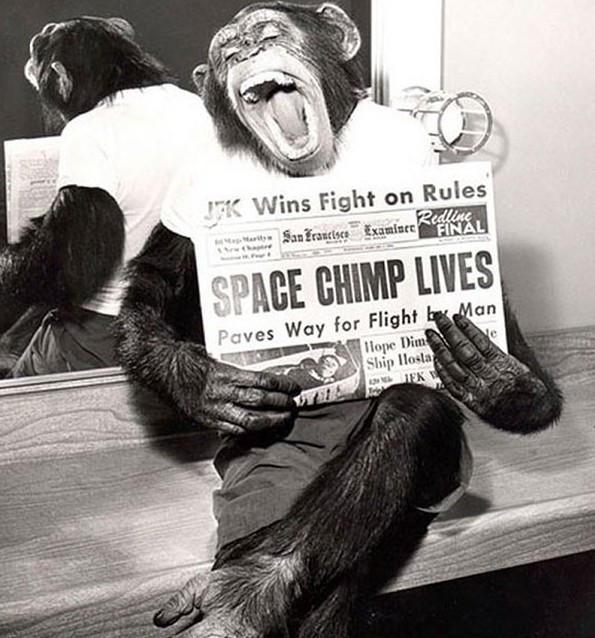 Шимпанзе, побывавшая в космосе, позирует с газетой, где написана статья об успешной космической миссии в 1961 году. 