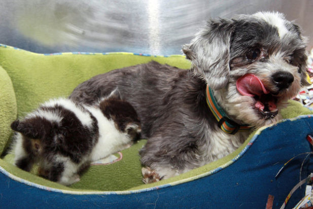 Собака рисковала жизнью, чтобы спасти крошечного котенка. а потом выкормила его, как щенка