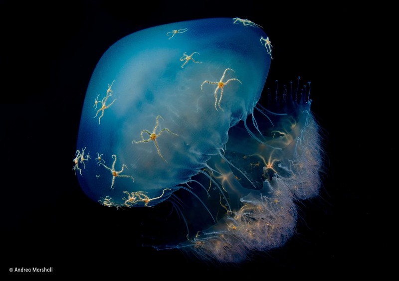 «Верхом на медузе»