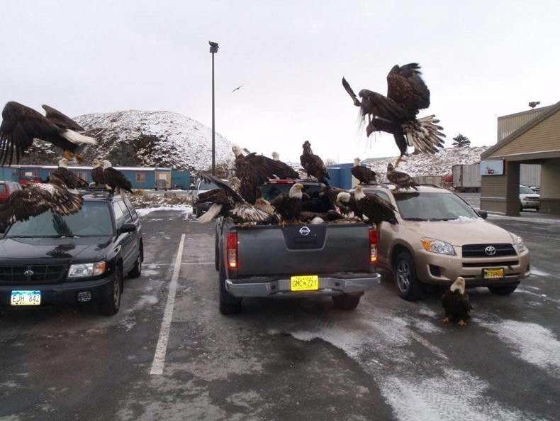 Вот как выглядит жизнь в одном из городков Аляски, который просто кишит белоголовыми орланами
