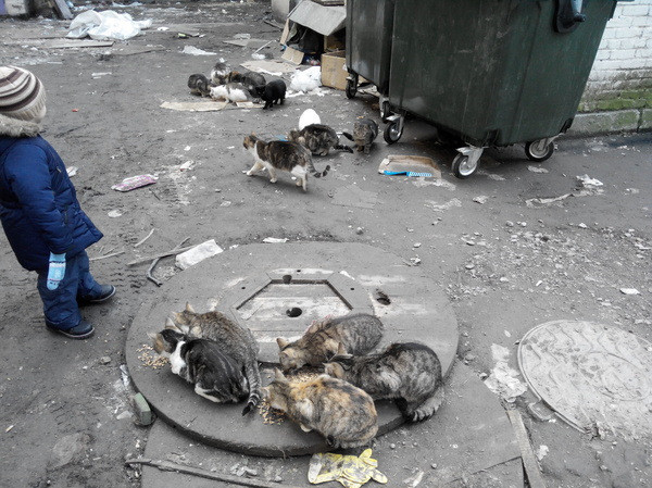 История нашего семейного кошачьего приюта для бездомных животных