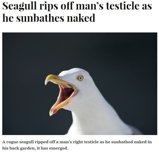 Чайка оторвала мужику яйца