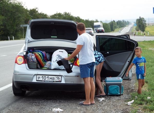 Свиньи на дороге