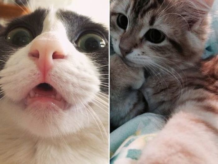 Коты-хакеры, которые неправильно ввели пароль, и были сняты на веб-камеру