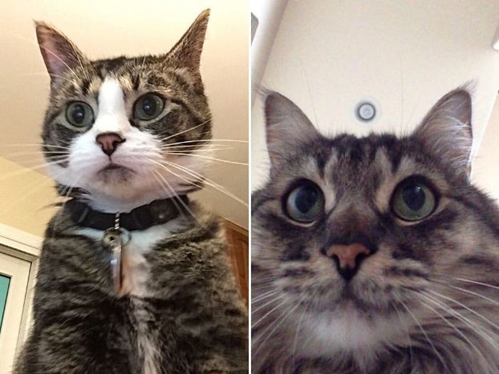 Коты-хакеры, которые неправильно ввели пароль, и были сняты на веб-камеру