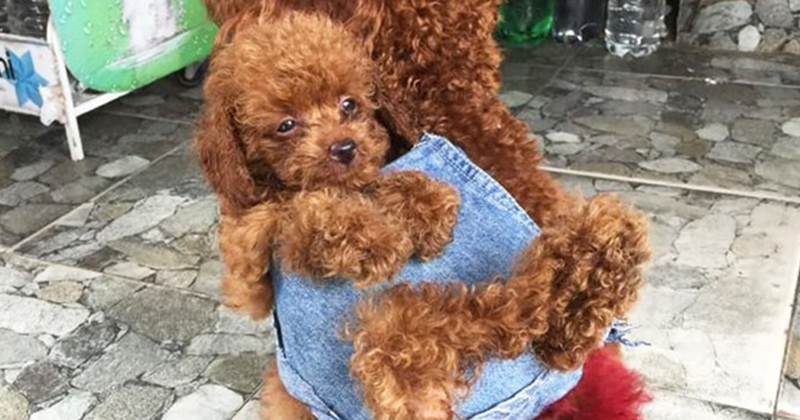 Вьетнамец сшил для своих собак маленький рюкзак, чтобы те носили в нем щенка