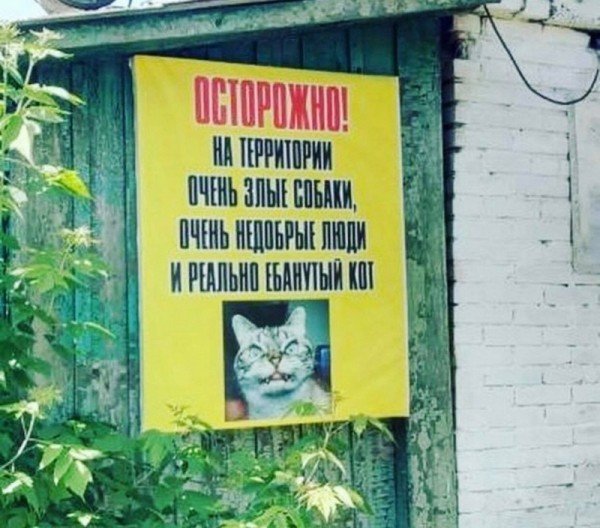 Когда хотелки правят разумом и не совпадают с возможностями кота