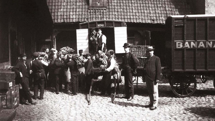 Первые бананы в Норвегии. 1905 год.