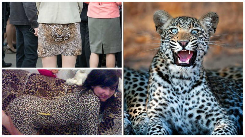 Леопарды в естественной среде обитания