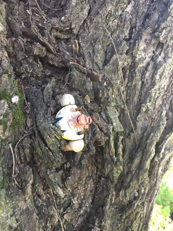 "Когда я был маленьким, оставил свою игрушку в саду. Нашел ее только сейчас, в дереве!"