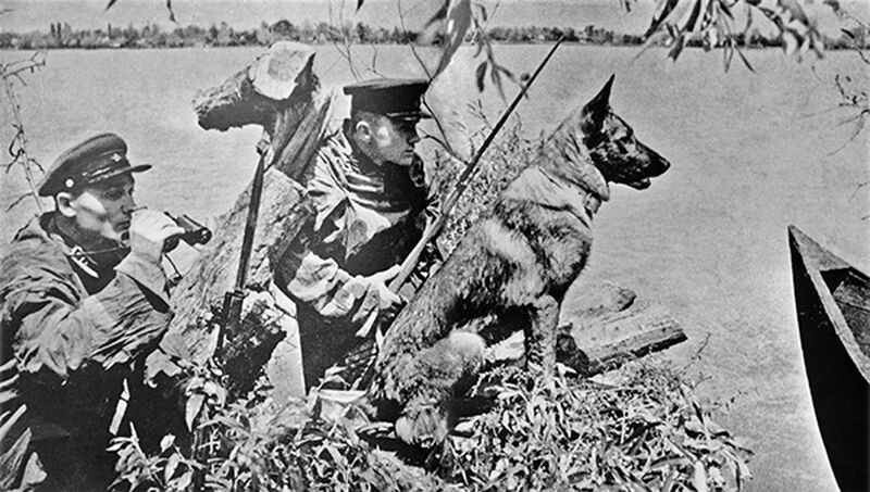 Уроки Славы ч.2. Бой пограничных собак с фашистскими оккупантами