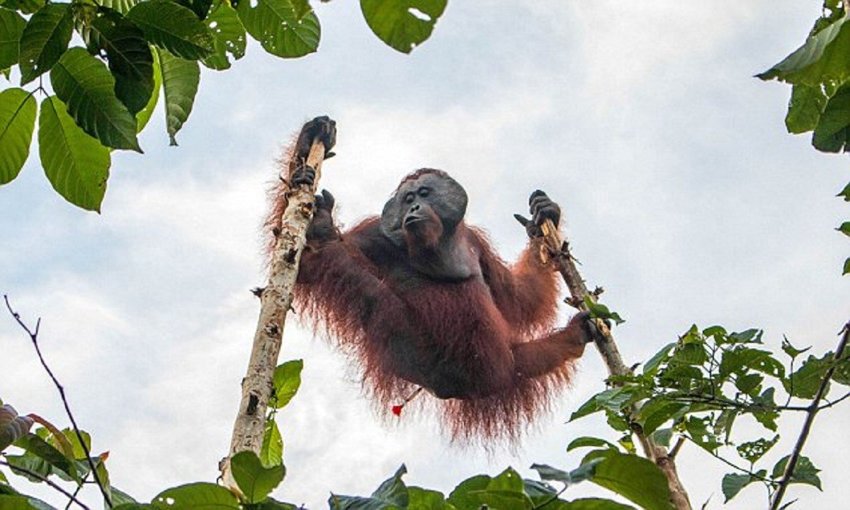 Зоозащитники спасли орангутана, поссорившегося с индонезийскими фермерами