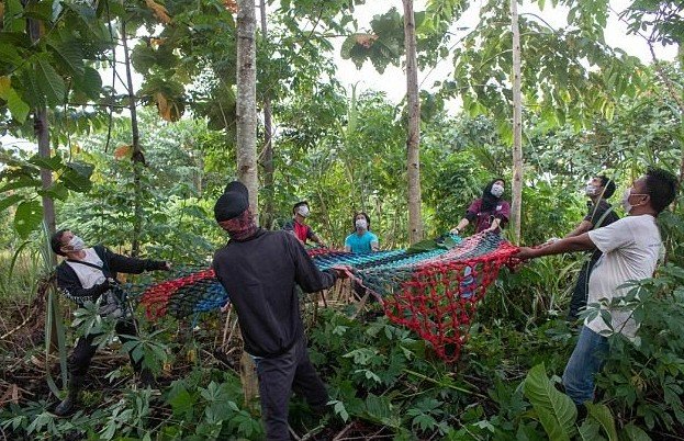 Зоозащитники спасли орангутана, поссорившегося с индонезийскими фермерами