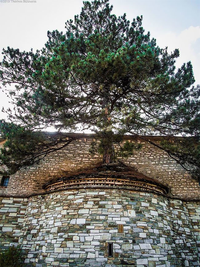 Природа взяла верх: столетнее дерево проросло через старую церковь