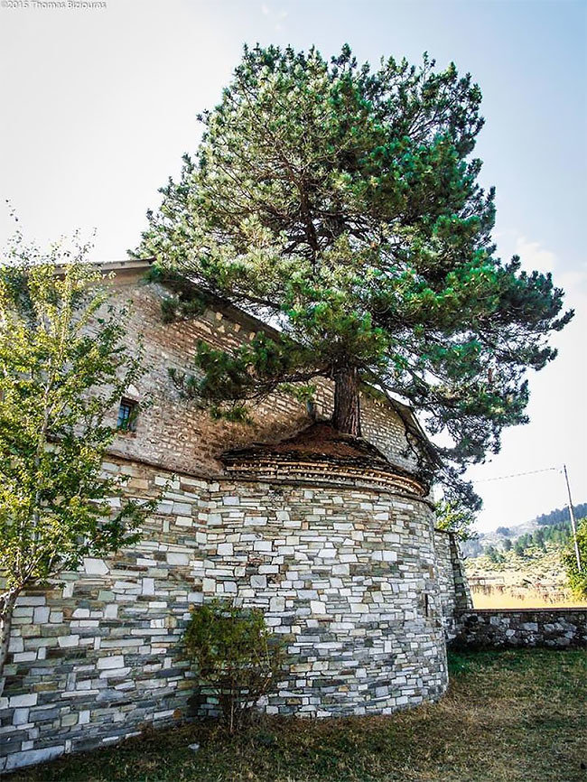 Природа взяла верх: столетнее дерево проросло через старую церковь