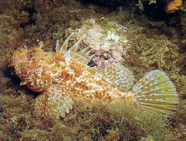 Скорпена (Scorpion fish), в простонародье ёрш