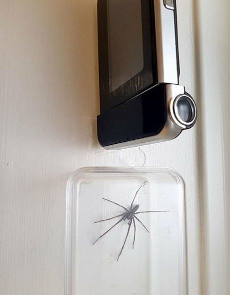 Плохая погода спровоцировала нашествие больших пауков в домохозяйства Великобритании