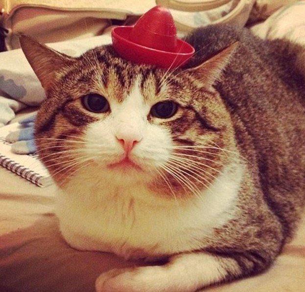 Красная мини-шляпка - последний писк кошачьей моды!
