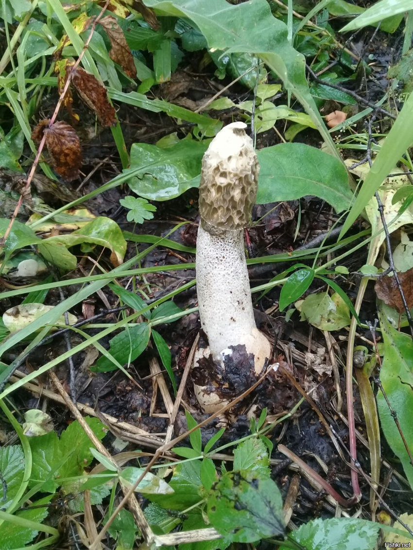 Даже не знаю как этот гриб называется