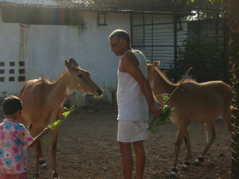 Индийская семья приютила сотни осиротевших диких животных, превратив свой дом в заповедник