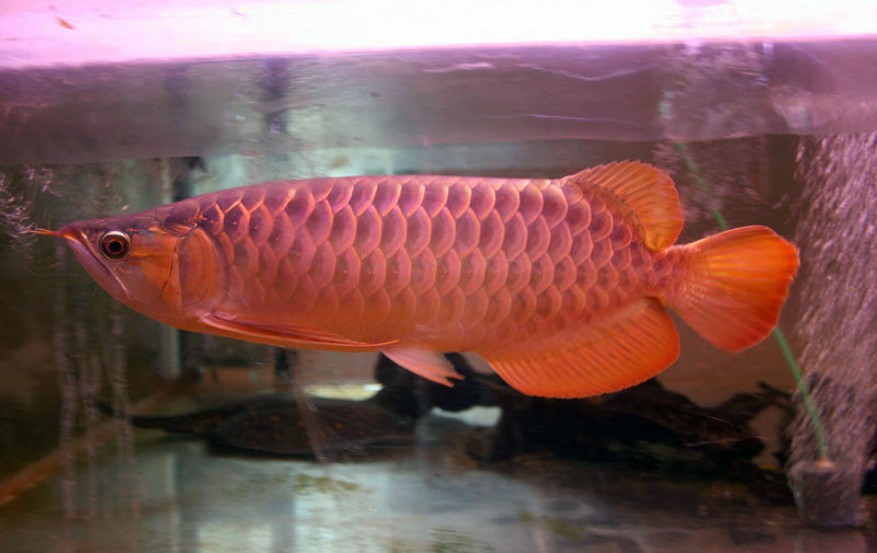 Рыба-дракон Аравана