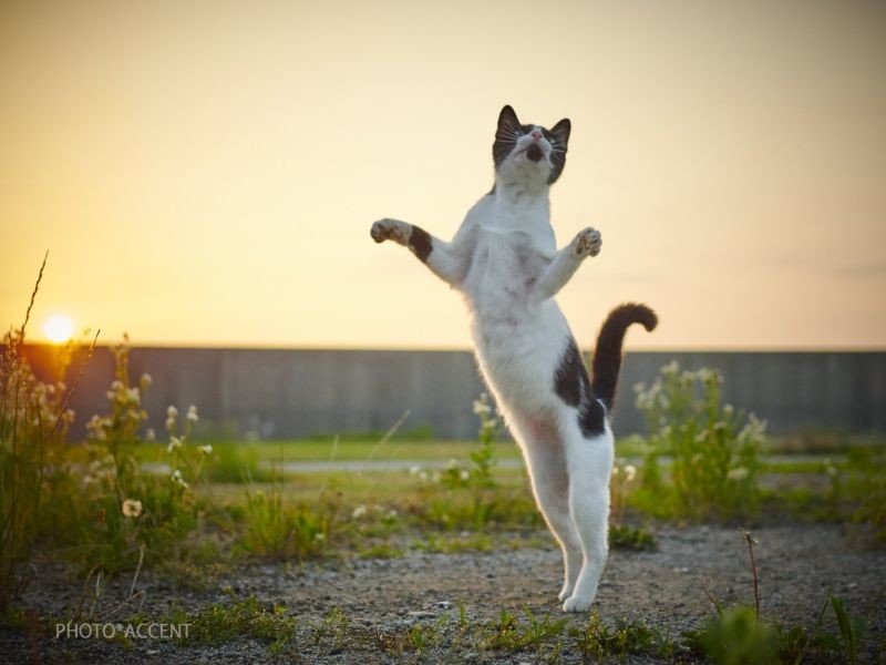 Уличные коты осваивают мастерство кунг-фу