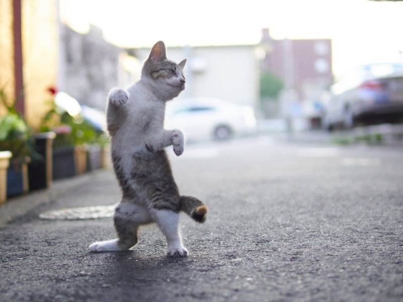 Уличные коты осваивают мастерство кунг-фу