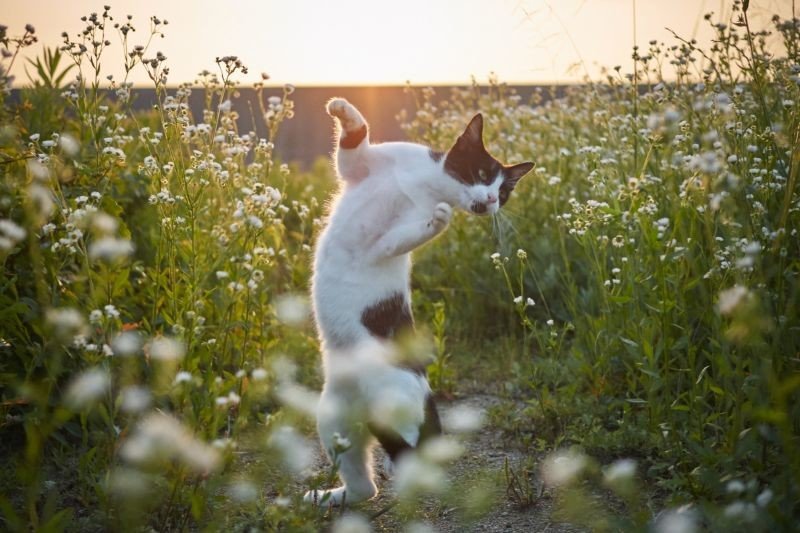 Уличные коты осваивают мастерство кунг-фу