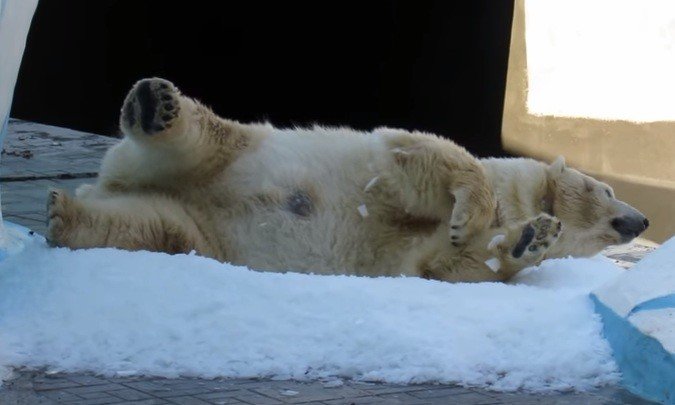 Генератор льда привел новосибирскую медведицу Герду в восторг