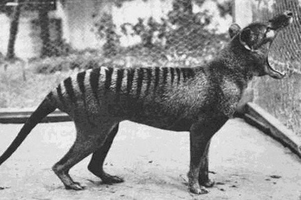 Последний снимок сумчатого волка, 1933 г. Сейчас этого вида не существует.